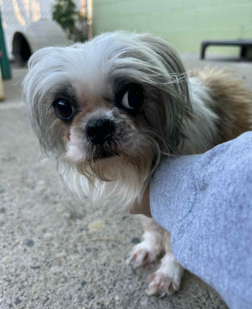 Enlarge Glimmer, a Adopted mixed breed in Warren, MI image 6/6