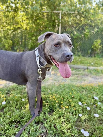 Jessica, ADOPTABLE, Adult Female Mixed Breed.