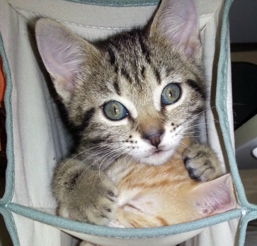 Enlarge Bernie, a Adoptable Tabby in Houston, TX image 1/6