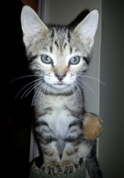 Enlarge Bernie, a Adoptable Tabby in Houston, TX image 2/6