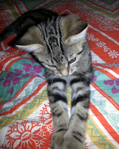 Enlarge Bernie, a Adoptable Tabby in Houston, TX image 3/6