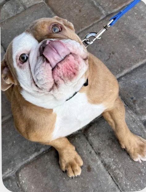 Gema, Adopted, Young Female English Bulldog.