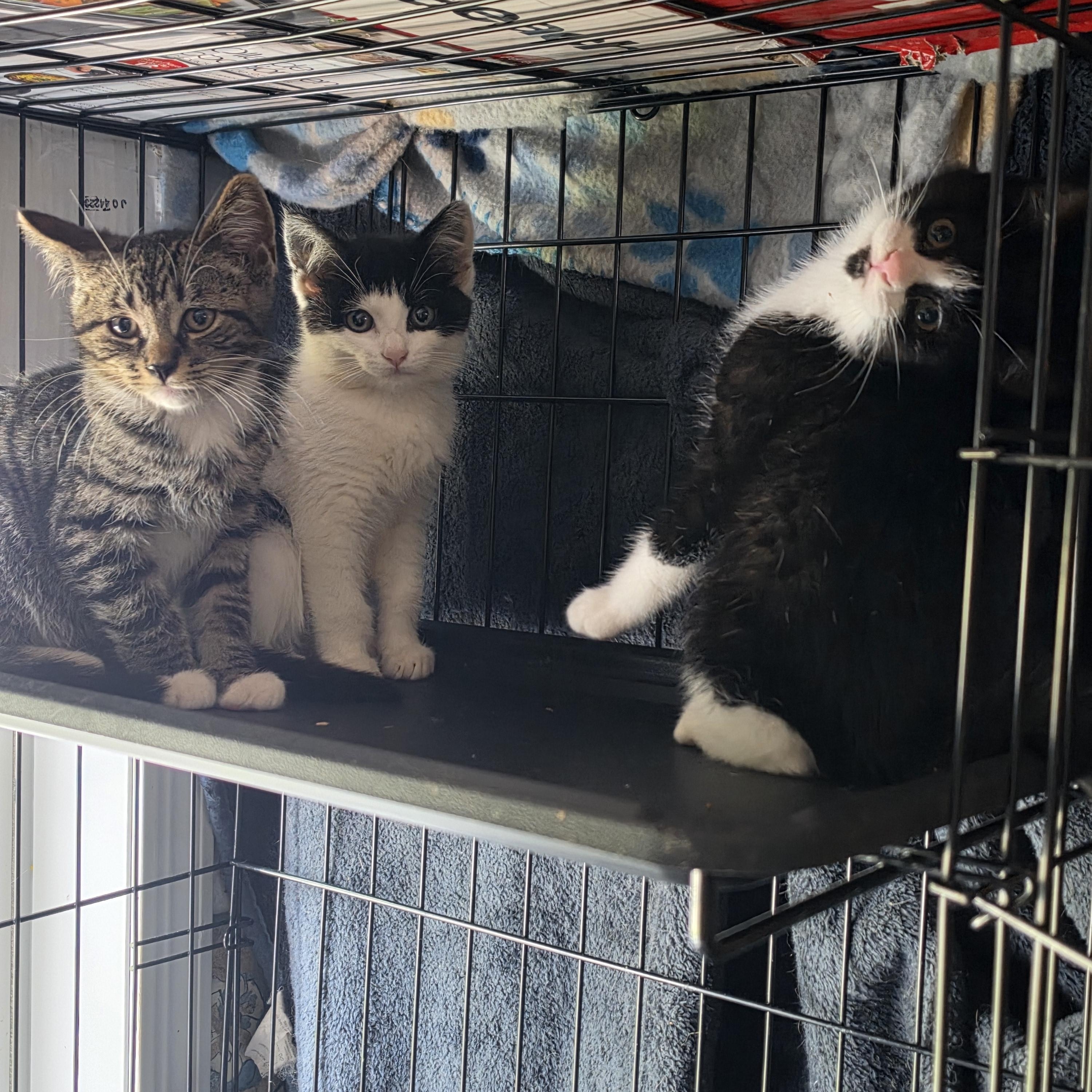 Athena, a ADOPTABLE Domestic Short Hair in Hickory, NC image 3/5