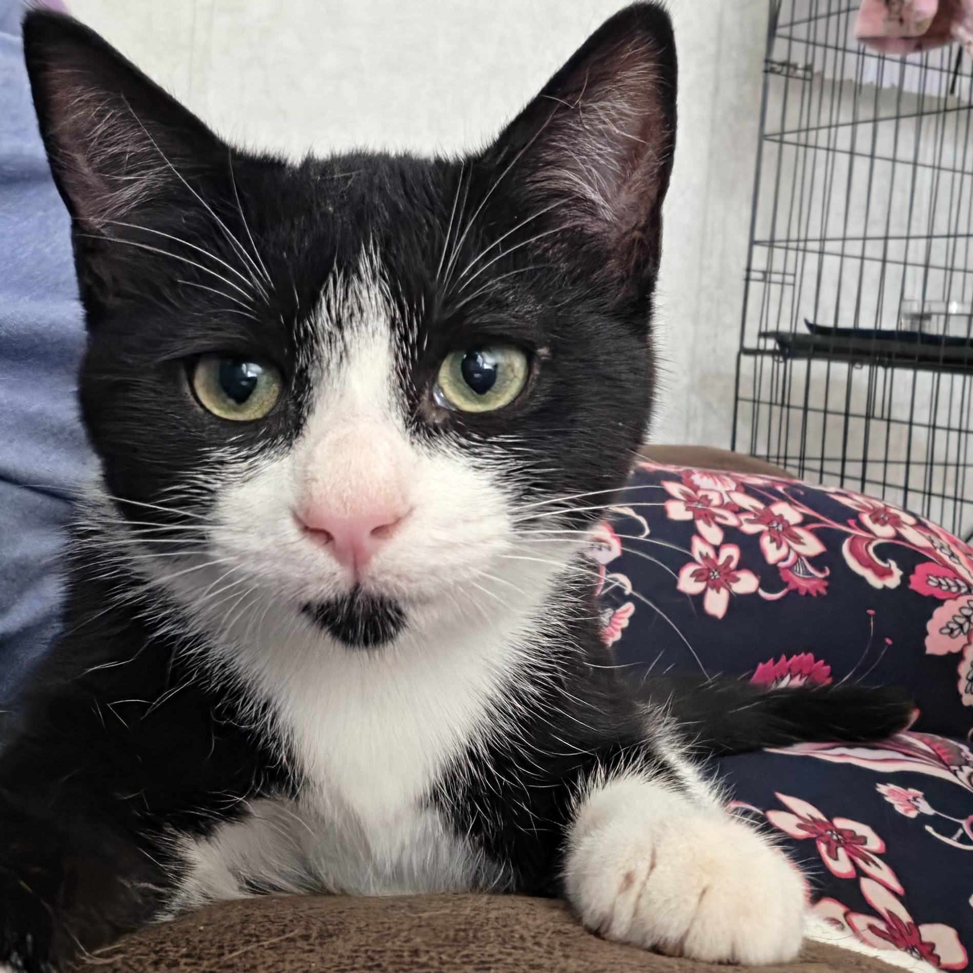 Athena, a ADOPTABLE Domestic Short Hair in Hickory, NC image 2/6