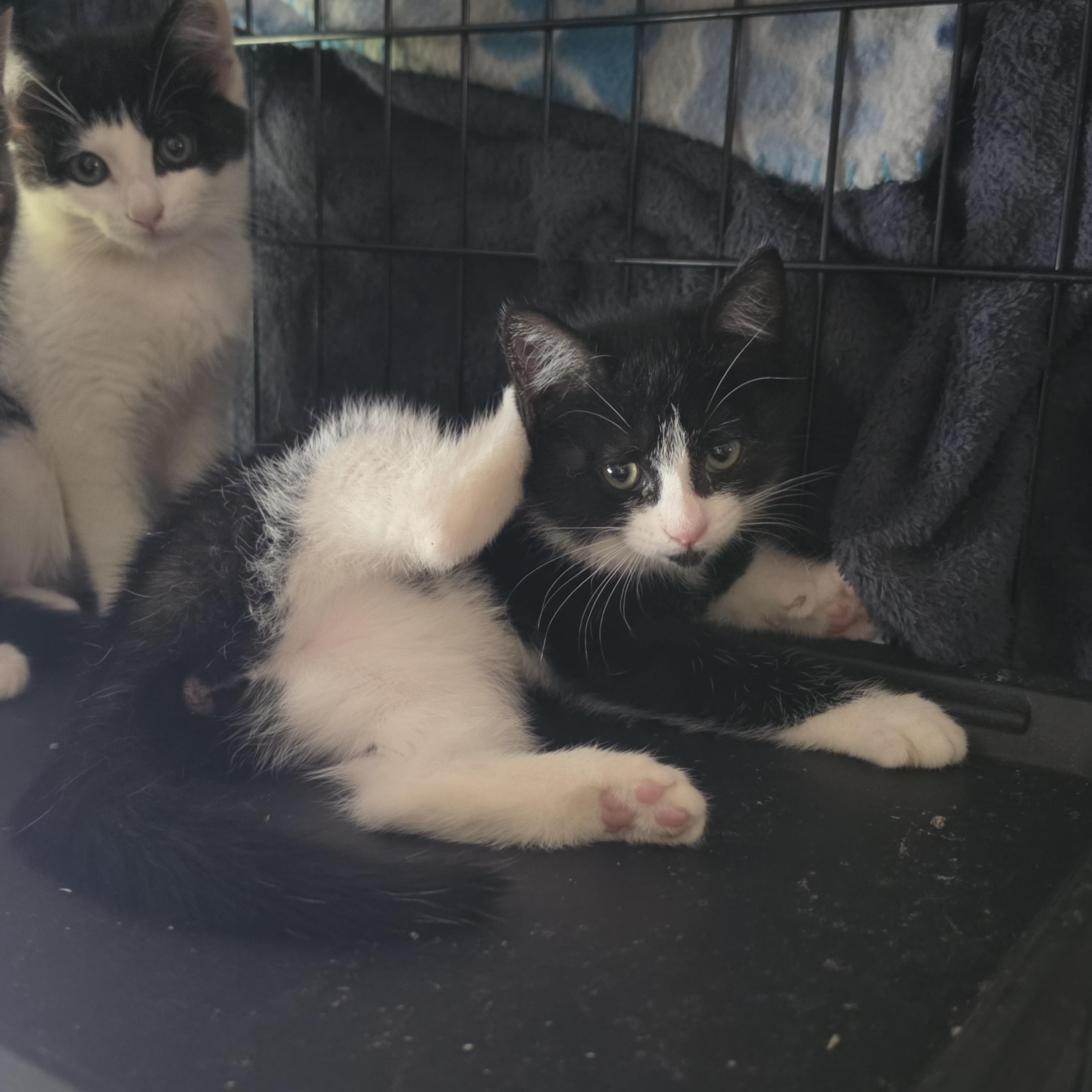 Athena, a ADOPTABLE Domestic Short Hair in Hickory, NC image 1/5