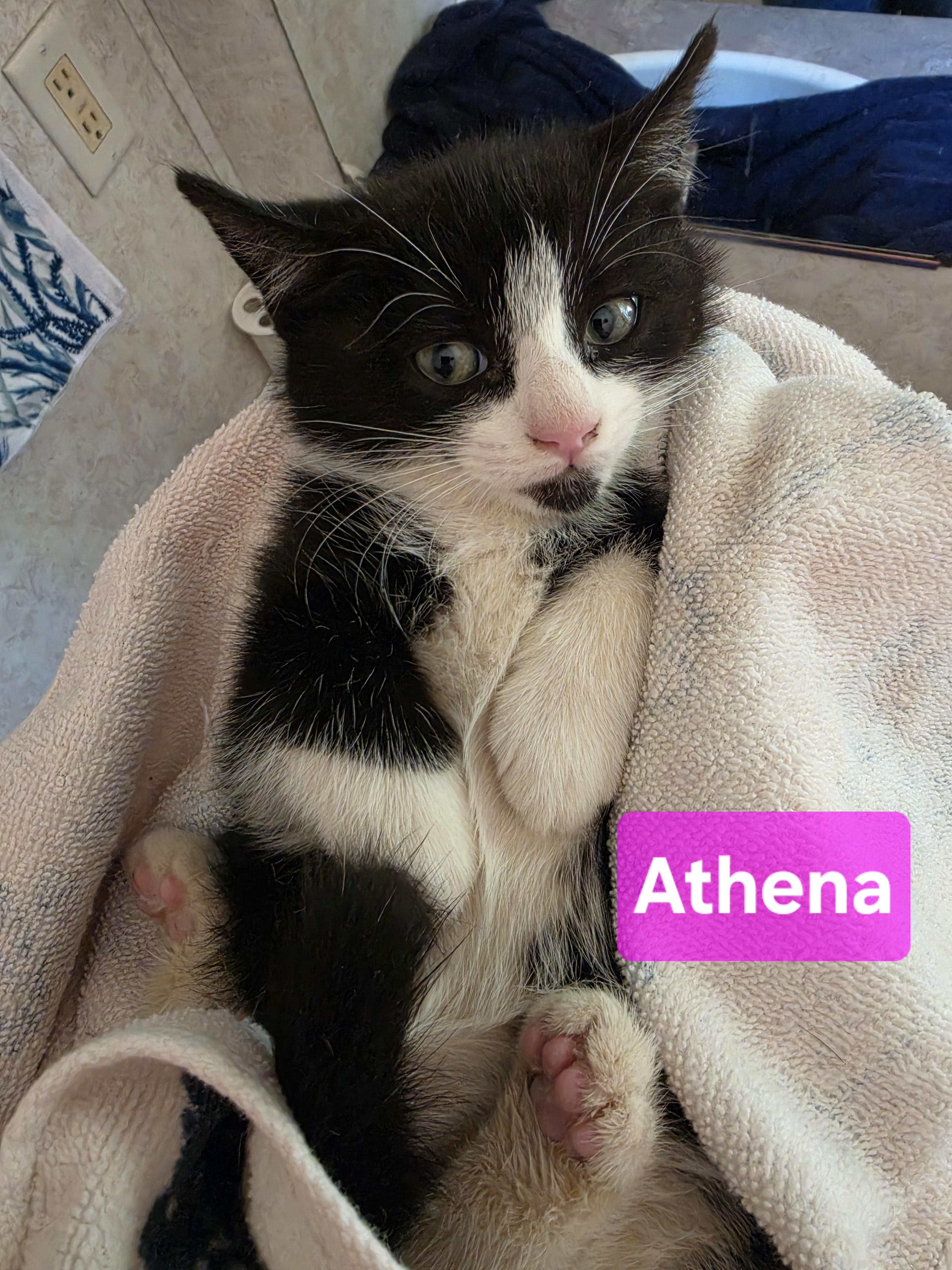 Athena, a ADOPTABLE Domestic Short Hair in Hickory, NC image 4/5