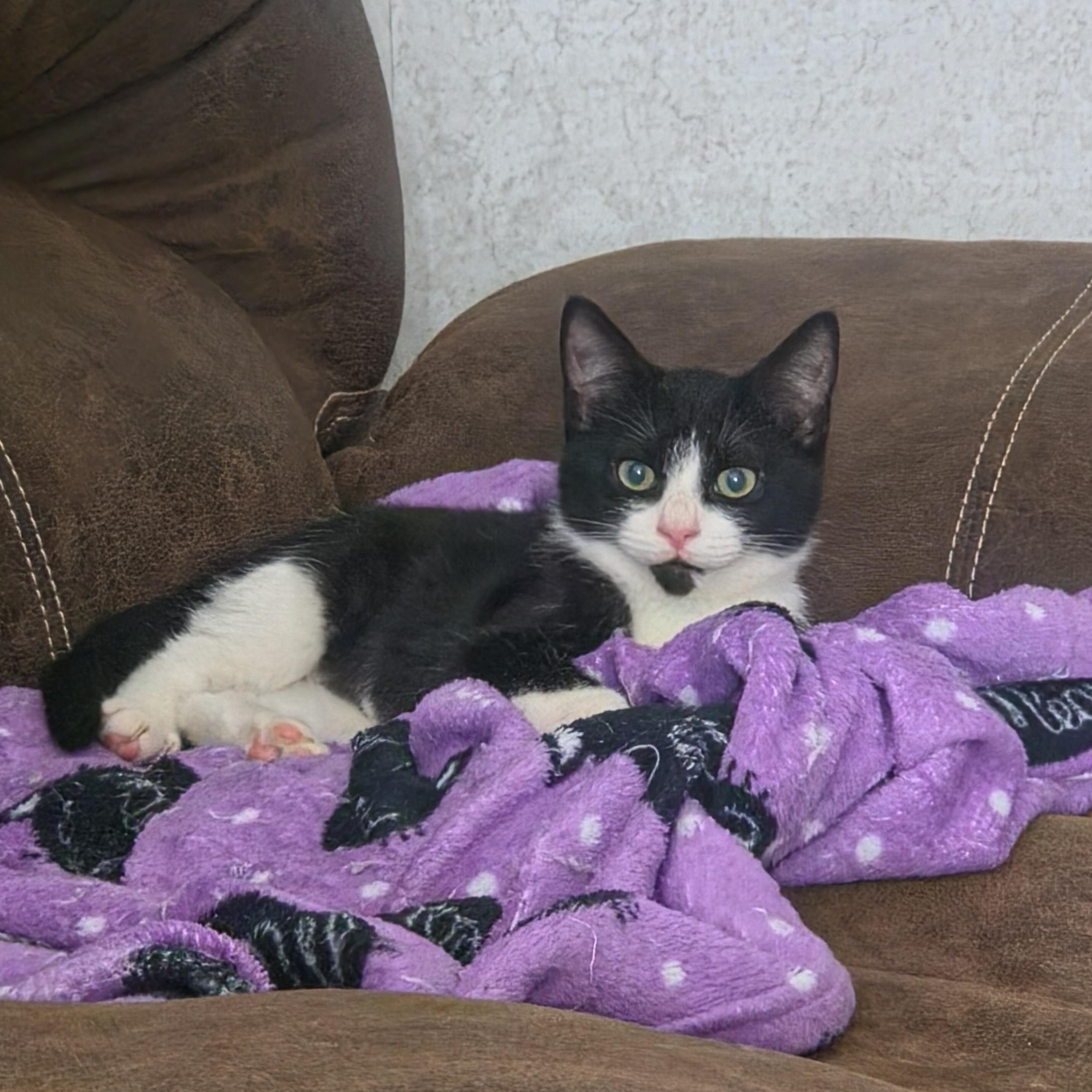 Athena, ADOPTABLE, Kitten Female Domestic Short Hair.