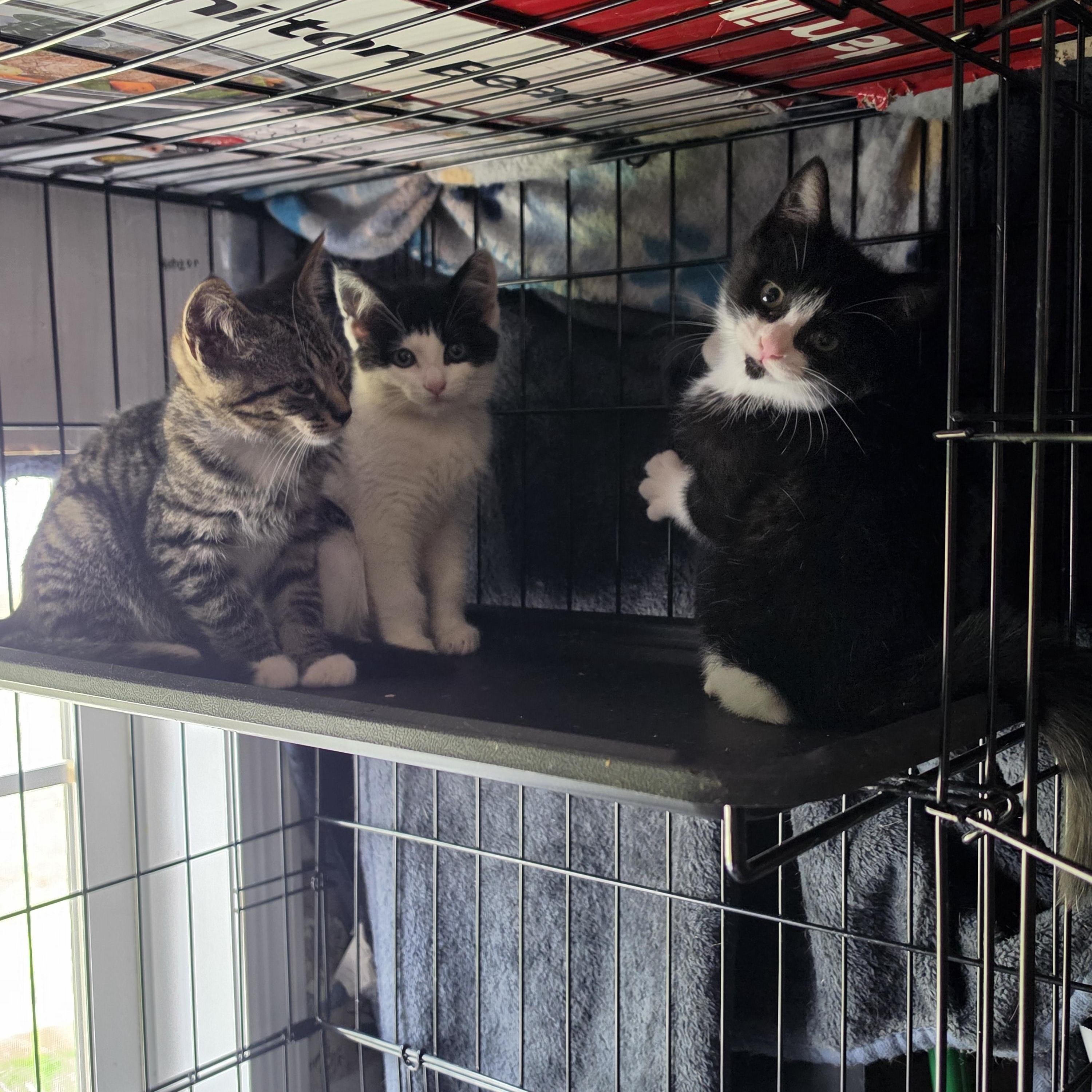 Athena, a ADOPTABLE Domestic Short Hair in Hickory, NC image 2/5