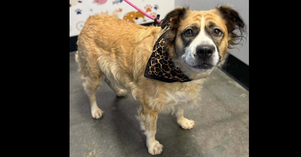 Enlarge Lucy, a Adoptable mixed breed in Milton, GA image 1/2