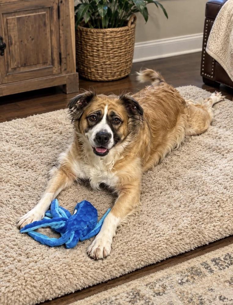 Enlarge Lucy, a Adoptable mixed breed in Milton, GA image 2/2