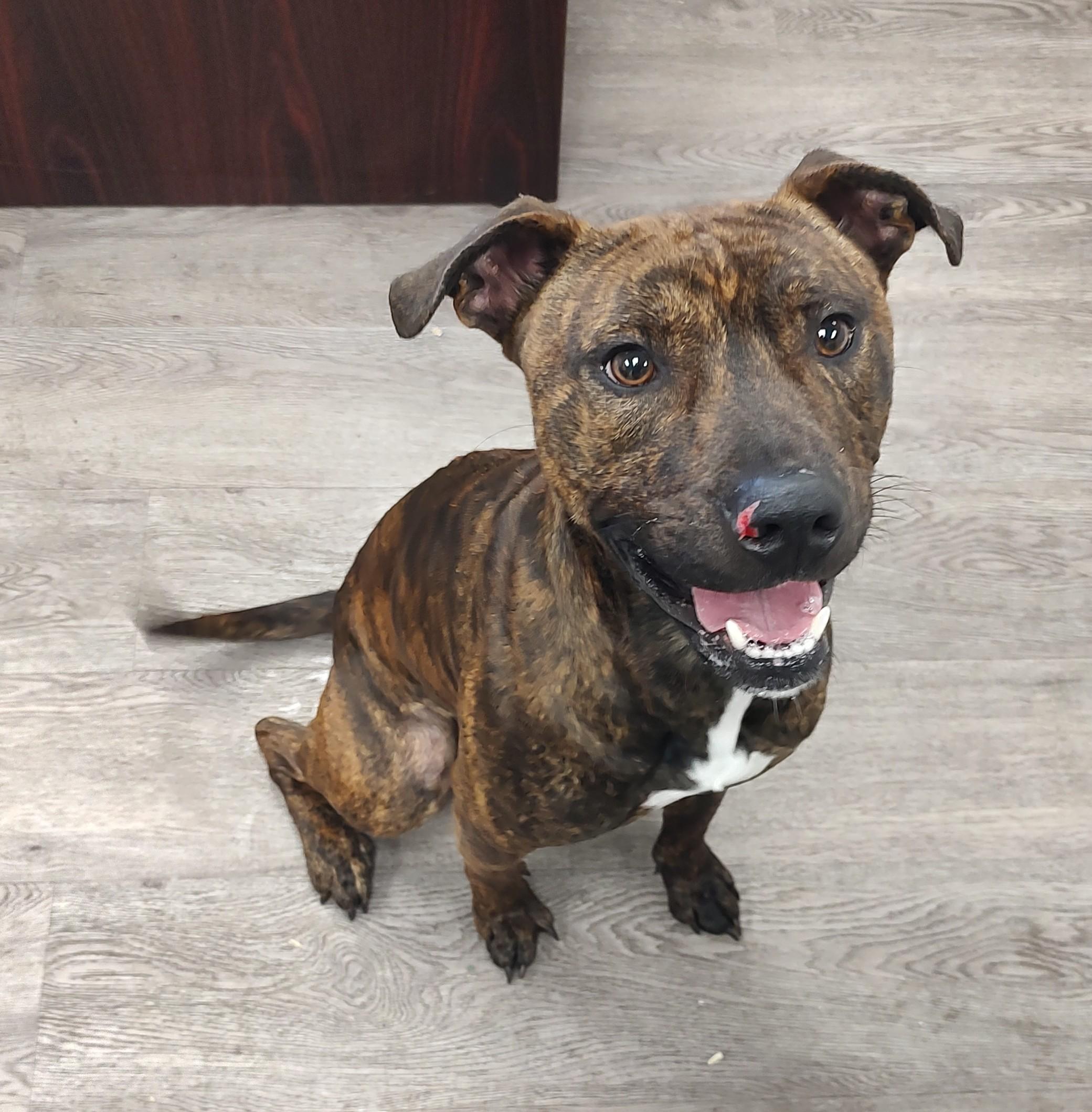 Enlarge Kano, a ADOPTABLE mixed breed in Newburgh, NY image 1/2