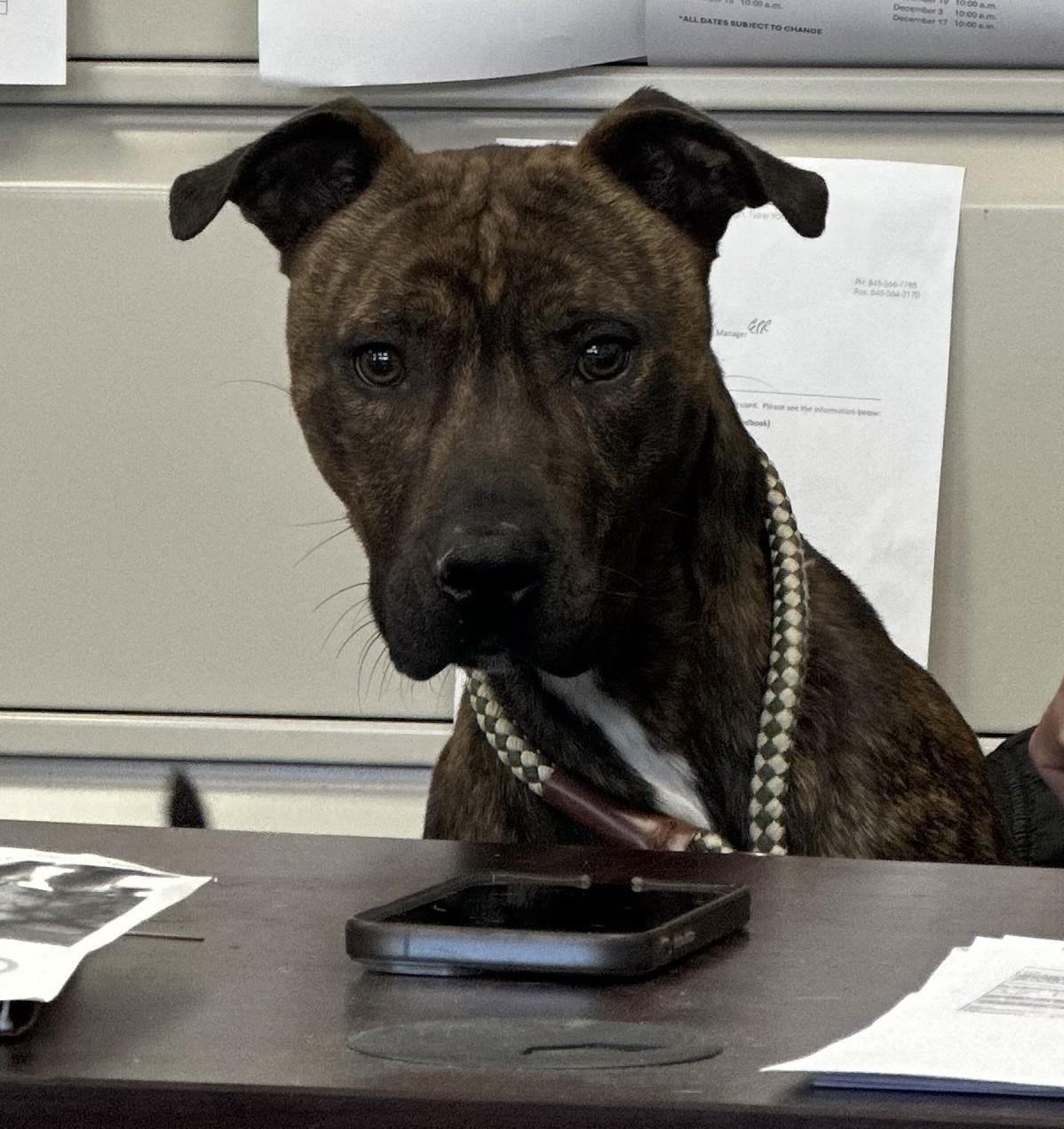 Enlarge Kano, a ADOPTABLE mixed breed in Newburgh, NY image 2/2