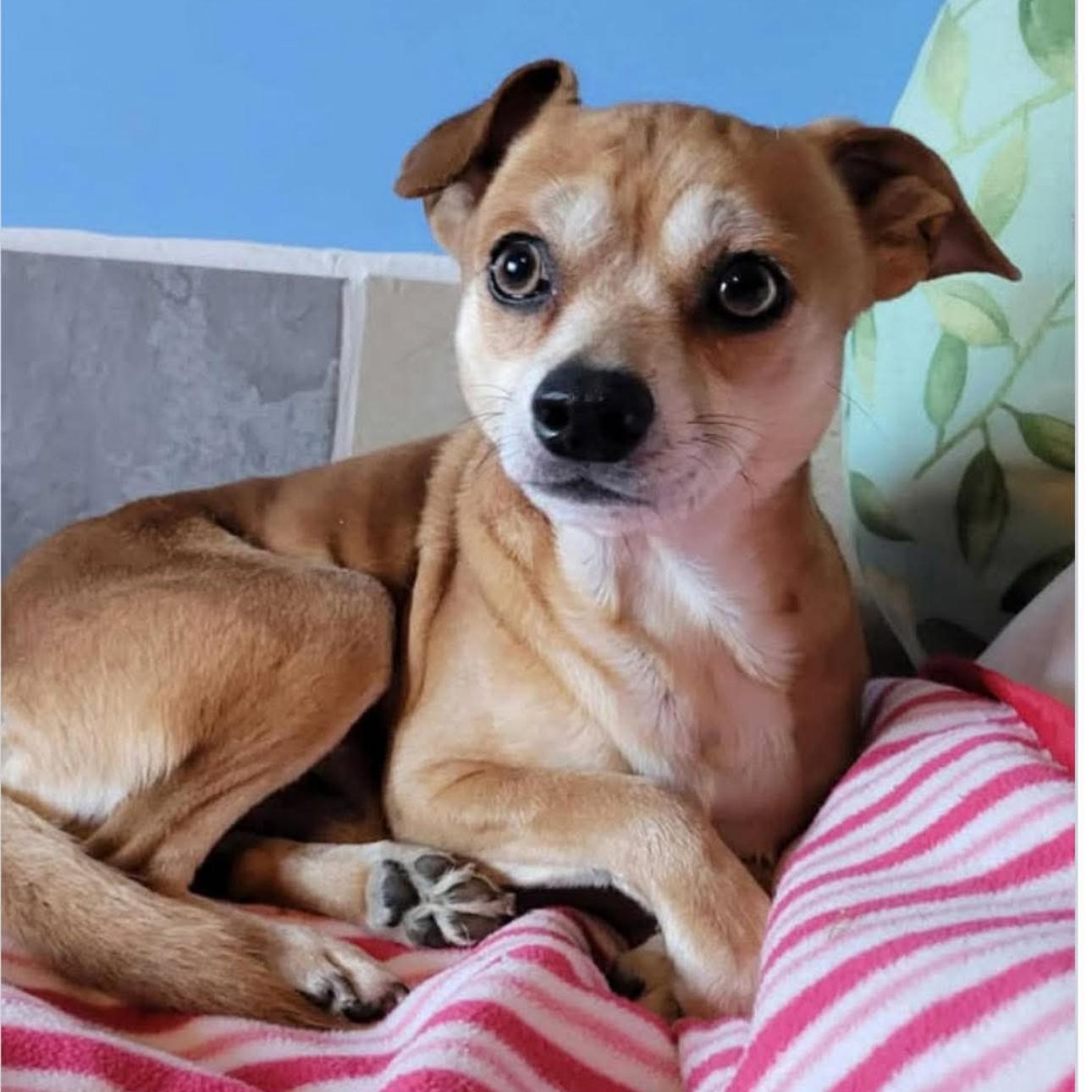 Enlarge 1642 Chumlee, a Adoptable Chihuahua in Springfield, MO image 1/1