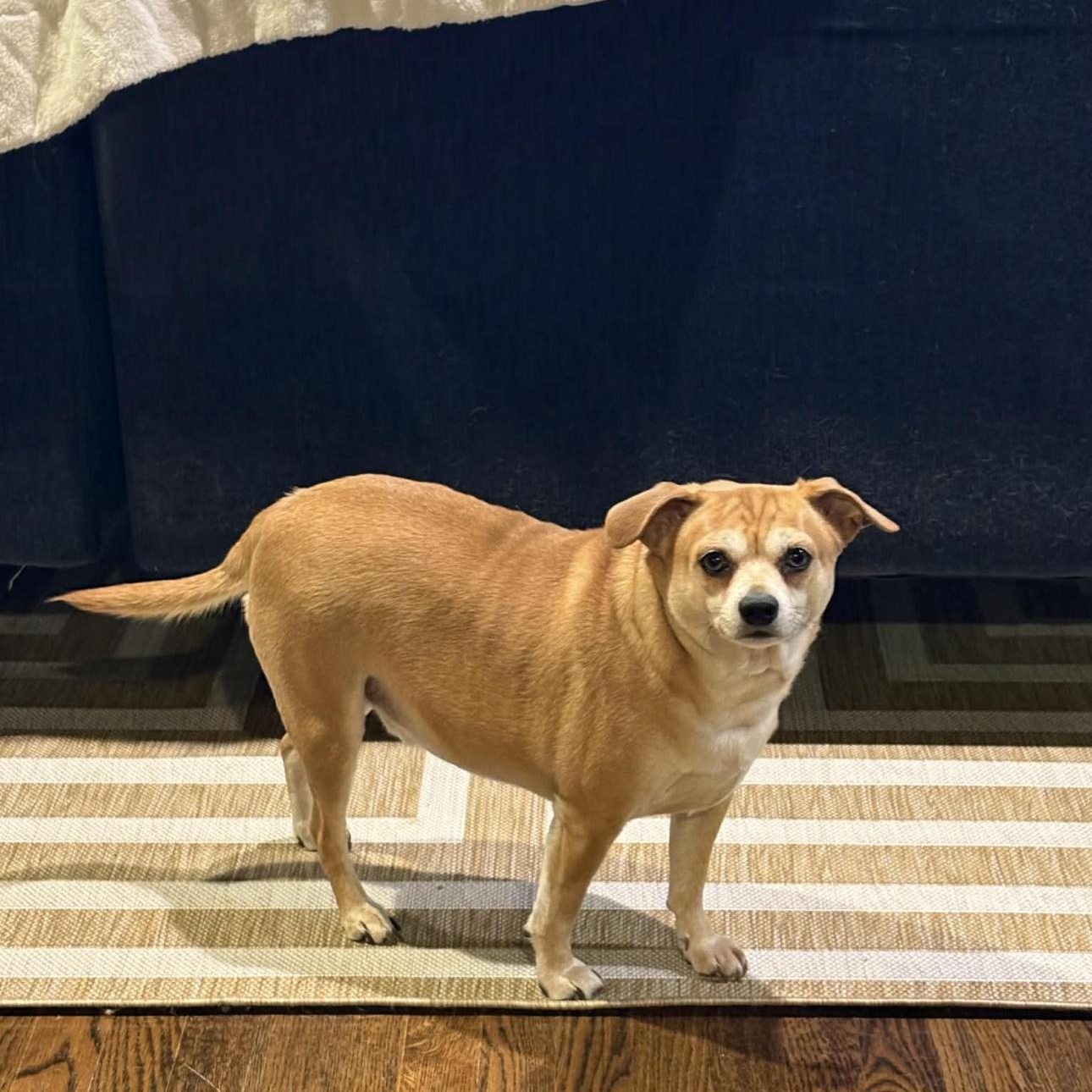 1642 Chumlee, Adoptable, Adult Male Chihuahua.