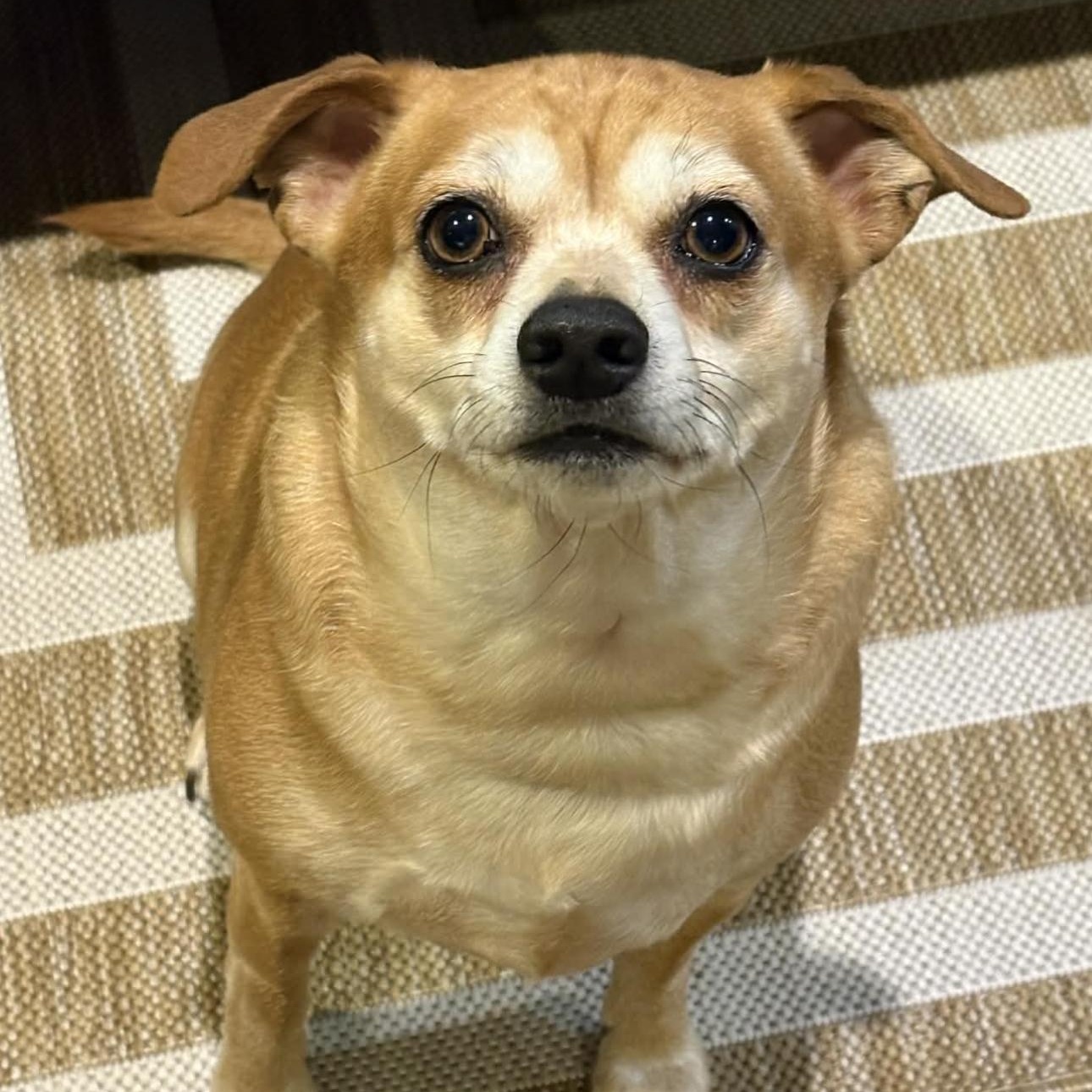 Enlarge 1642 Chumlee, a Adoptable Chihuahua in Springfield, MO image 3/3