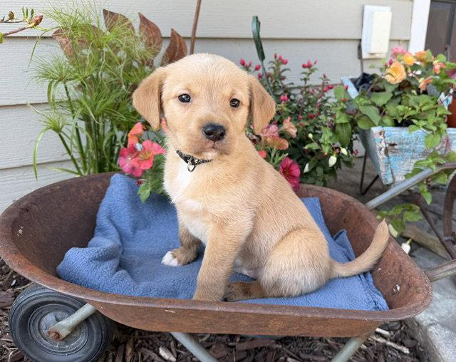 Enlarge McGregor, a Adoptable mixed breed in Duluth, MN image 1/1