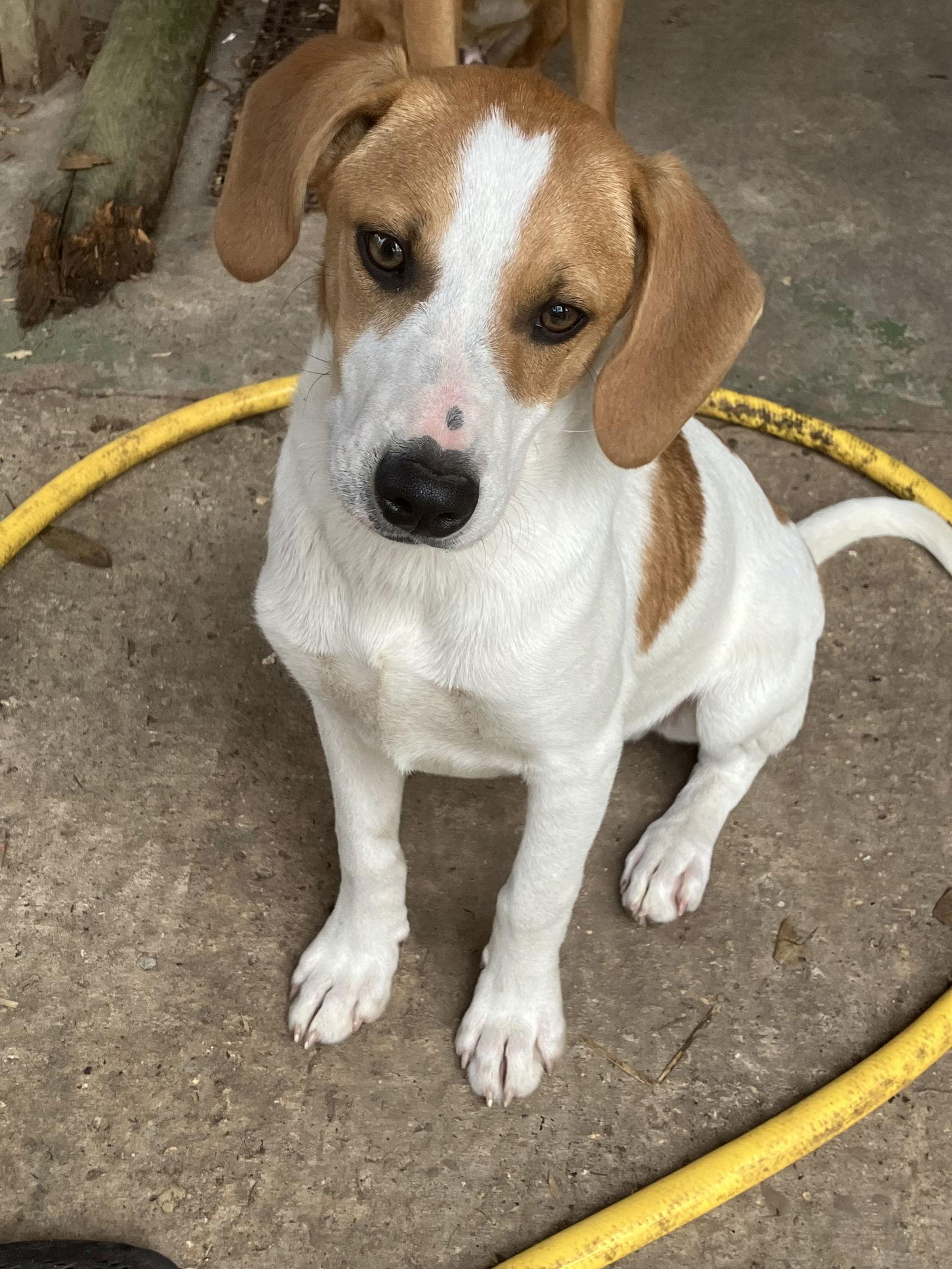 Sleepy, Adoptable, Puppy Male Labrador Retriever & Boxer.