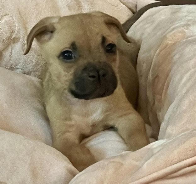 Liam, Adoptable, Puppy Male Mixed Breed.