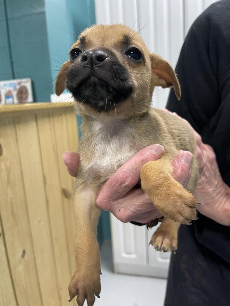 Liam, Adoptable, Puppy Male Mixed Breed.