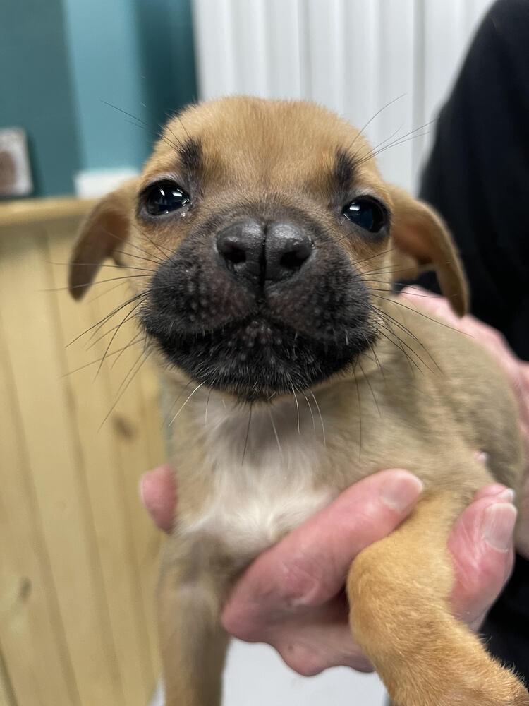 Enlarge Liam, a Adoptable Mixed Breed in Chattanooga, TN image 2/3