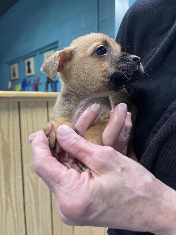 Enlarge Liam, a Adoptable Mixed Breed in Chattanooga, TN image 3/3