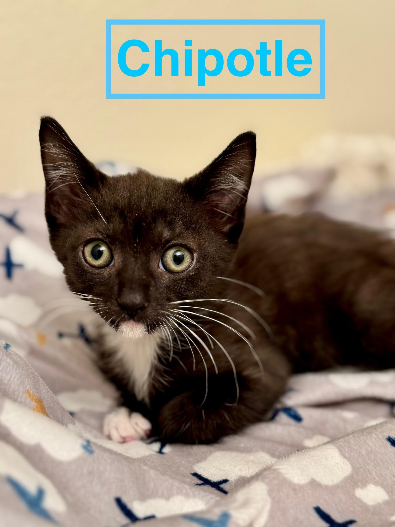 Chipotle, a Adoptable Domestic Short Hair in Honolulu, HI image 3/5