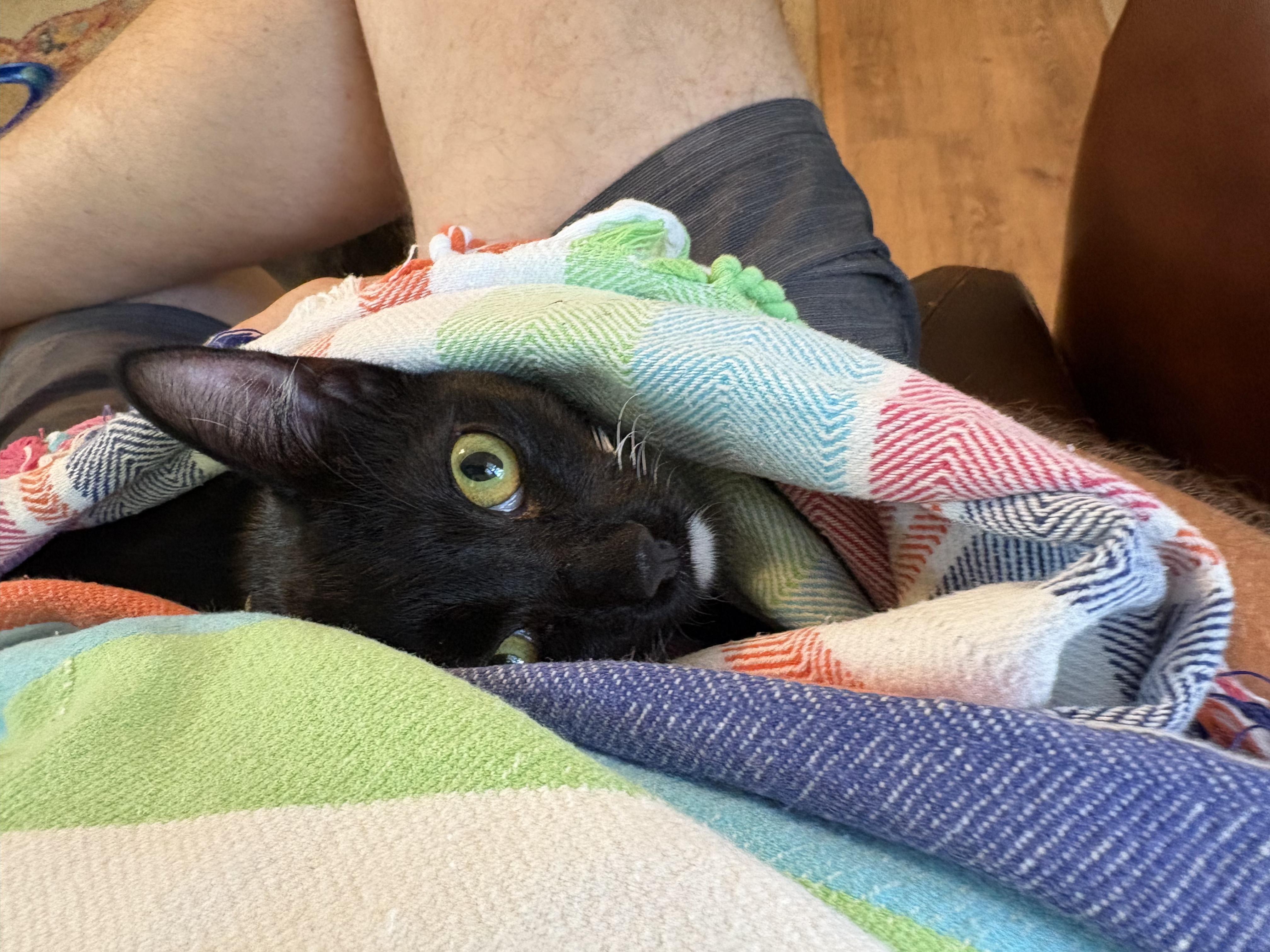 Enlarge Chipotle, an adopted Domestic Short Hair in Honolulu, HI image 2/6