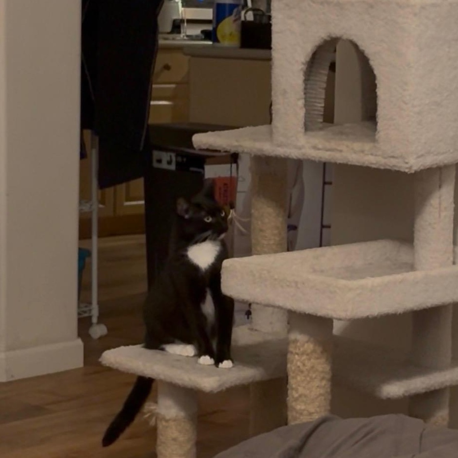 Enlarge Chipotle, an adopted Domestic Short Hair in Honolulu, HI image 6/6