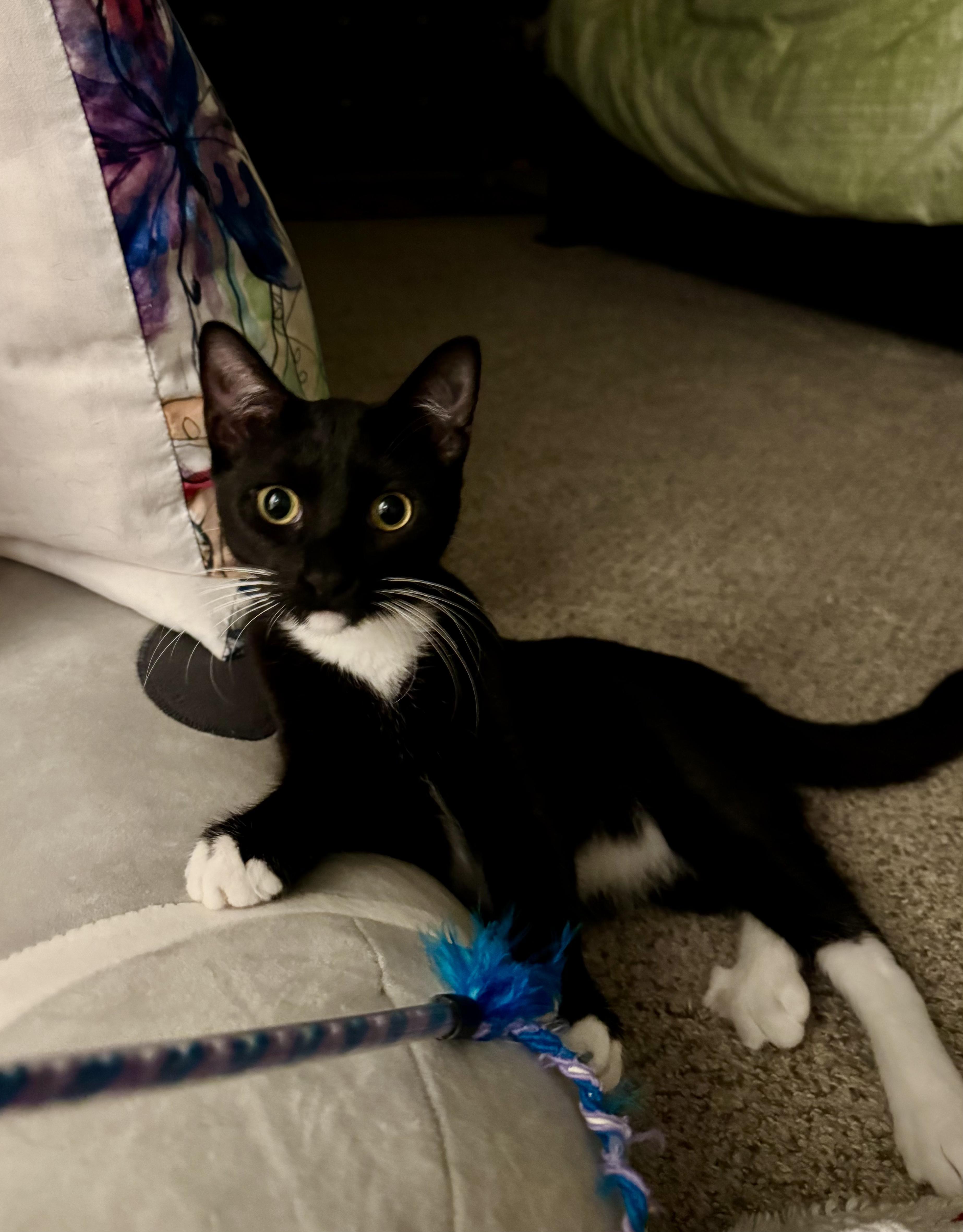 Chipotle, a Adoptable Domestic Short Hair in Honolulu, HI image 2/5