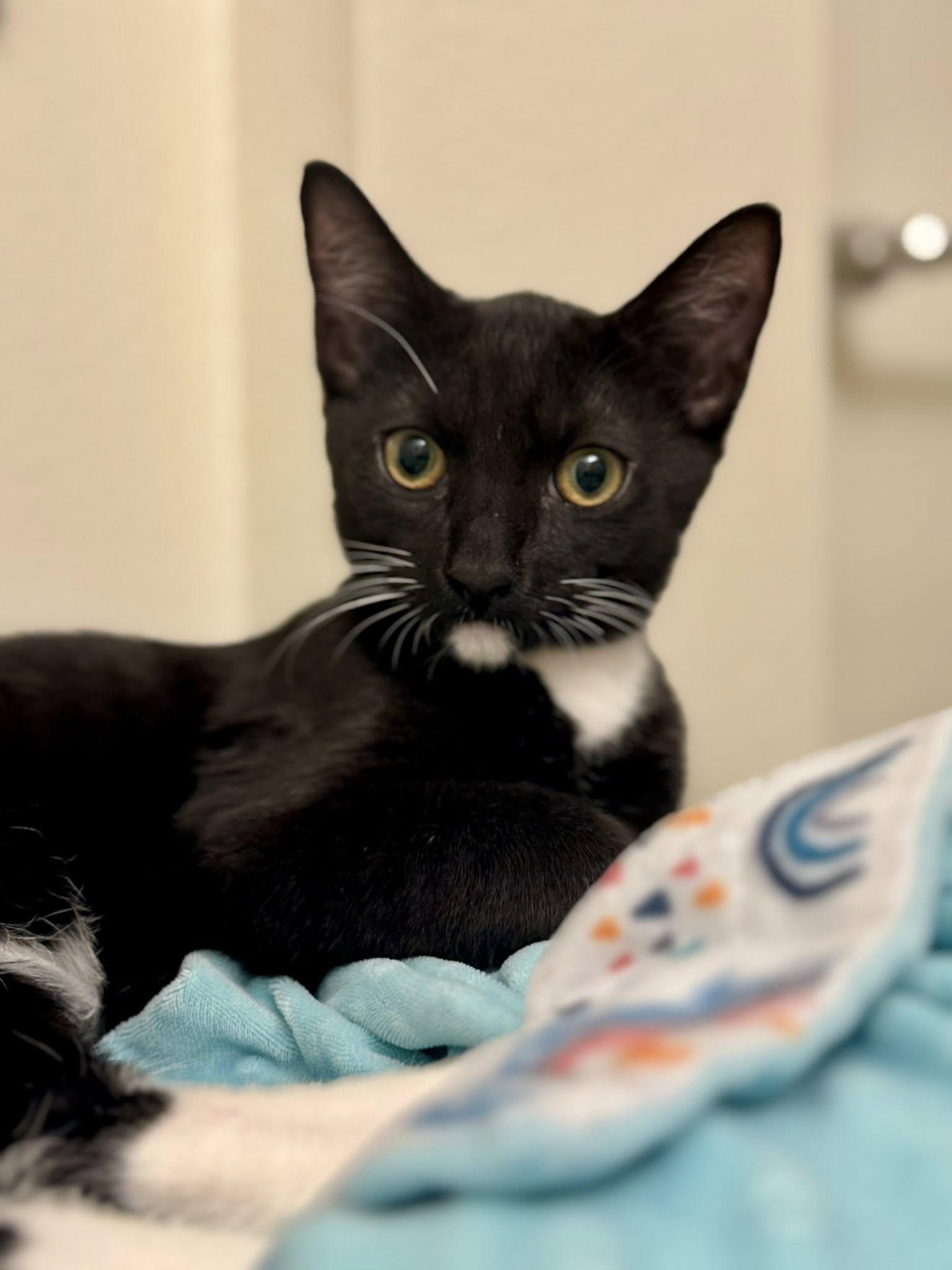 Chipotle, Adoptable, Kitten Male Domestic Short Hair.