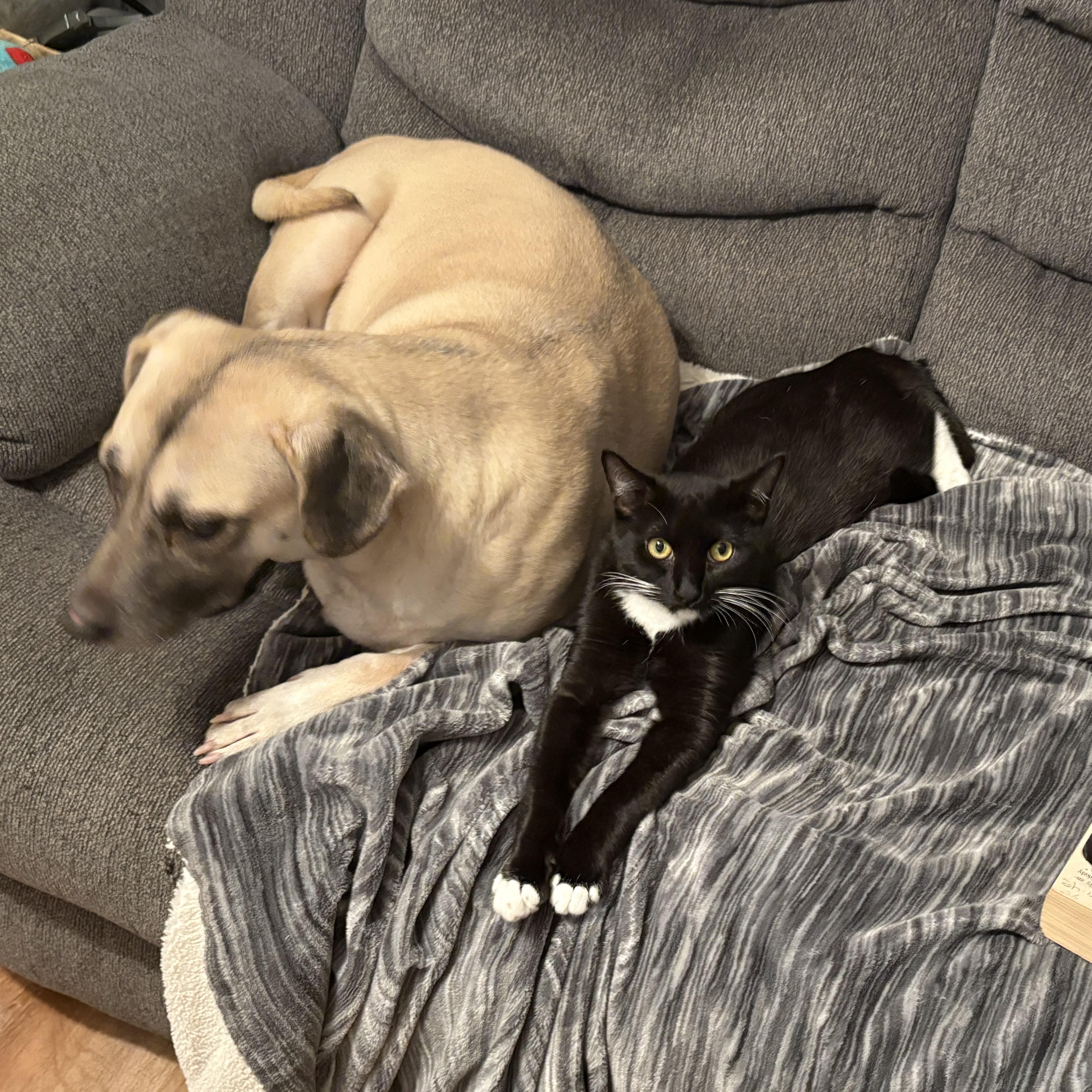 Enlarge Chipotle, an adopted Domestic Short Hair in Honolulu, HI image 1/6