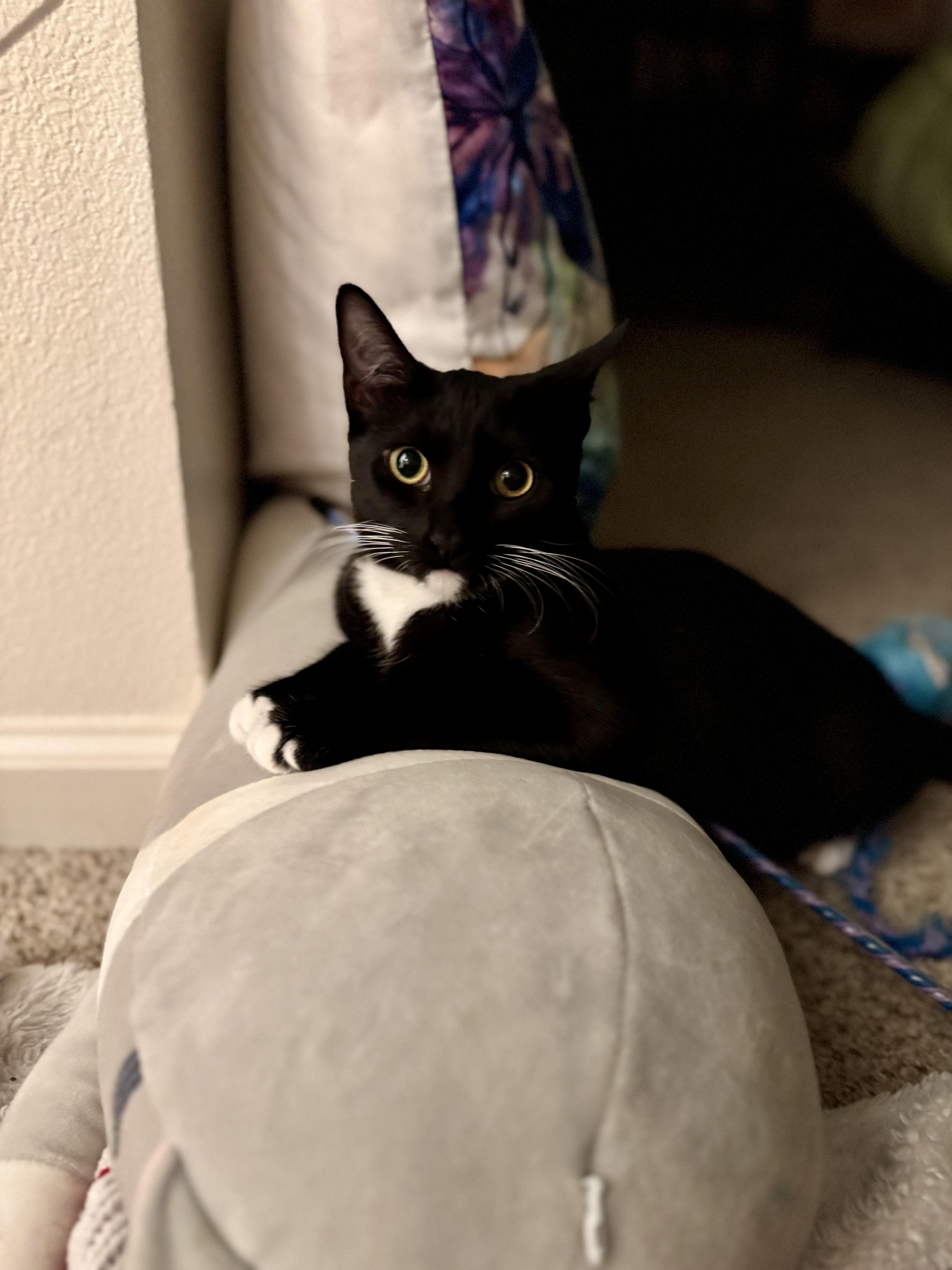 Chipotle, a Adoptable Domestic Short Hair in Honolulu, HI image 5/5