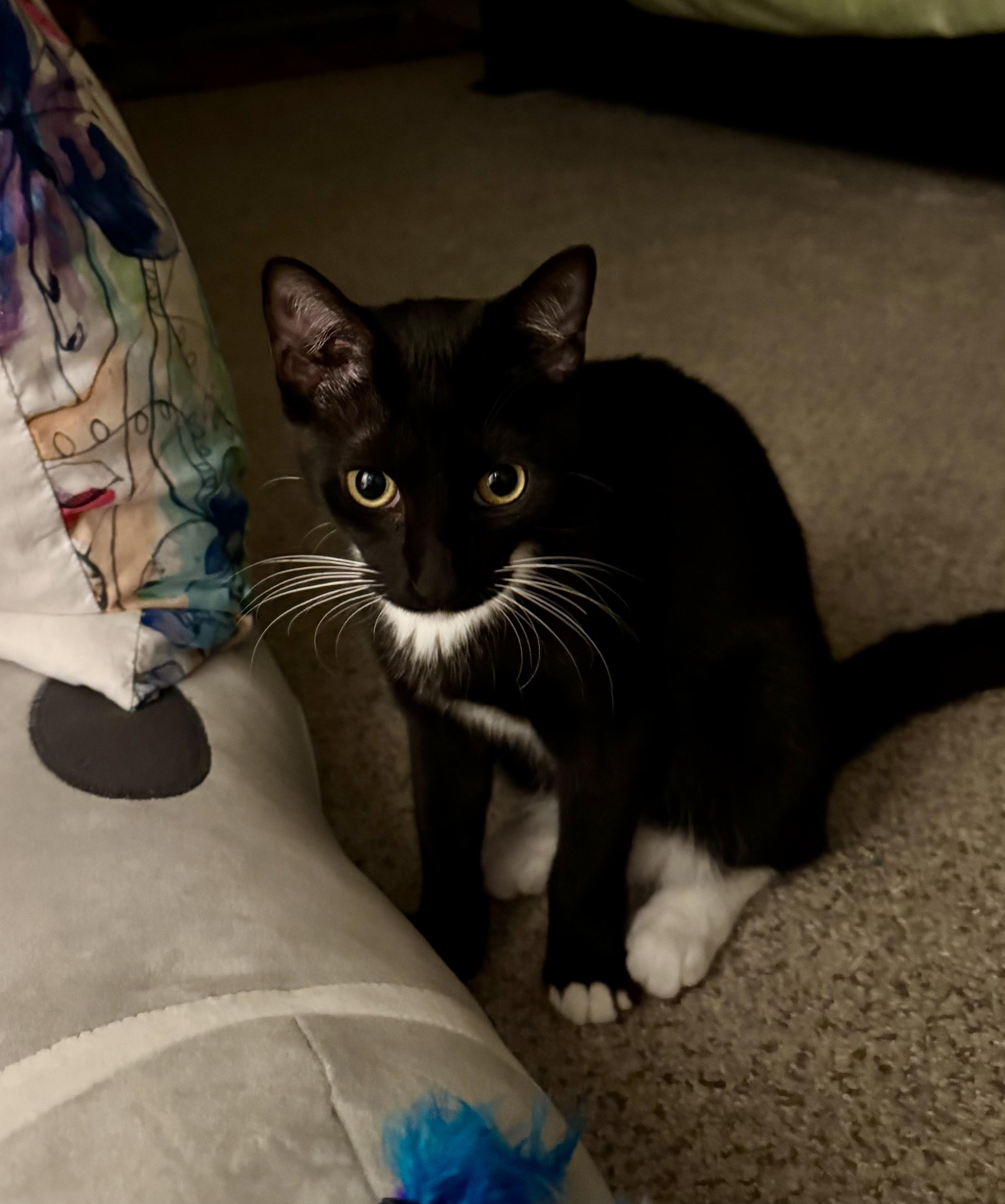 Chipotle, a Adoptable Domestic Short Hair in Honolulu, HI image 4/5