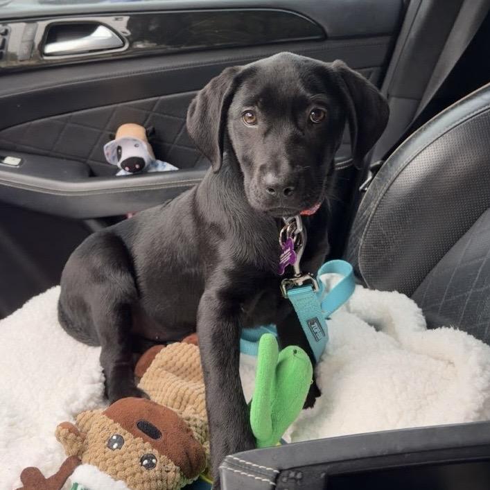 Sentinel, Adoptable, Puppy Female Mixed Breed & Mixed Breed.