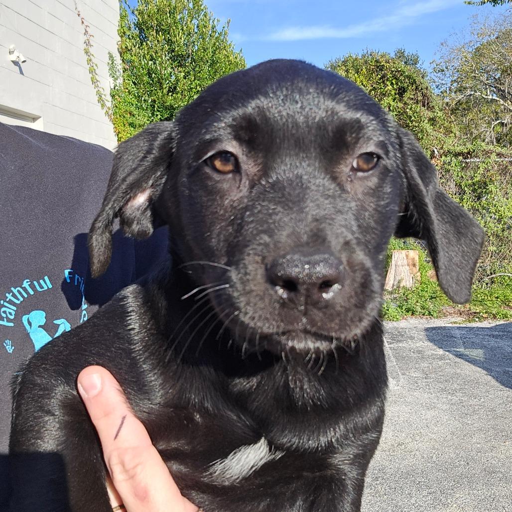 Enlarge Sentinel, a Adoptable mixed breed in Williston, FL image 2/4