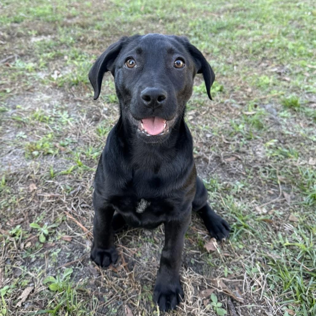 Enlarge Sentinel, a Adoptable mixed breed in Williston, FL image 3/4
