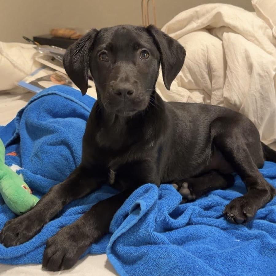 Enlarge Sentinel, a Adoptable mixed breed in Williston, FL image 4/4