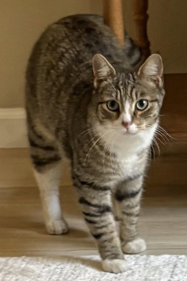 Ember, a Adoptable mixed breed in San Luis Obispo, CA image 2/3