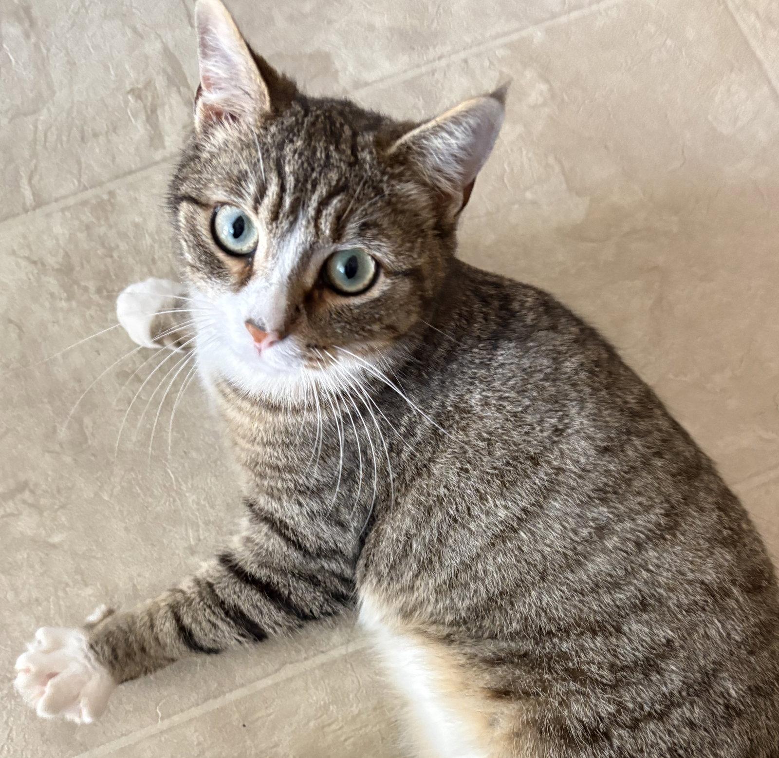 Ember, a Adoptable mixed breed in San Luis Obispo, CA image 3/3