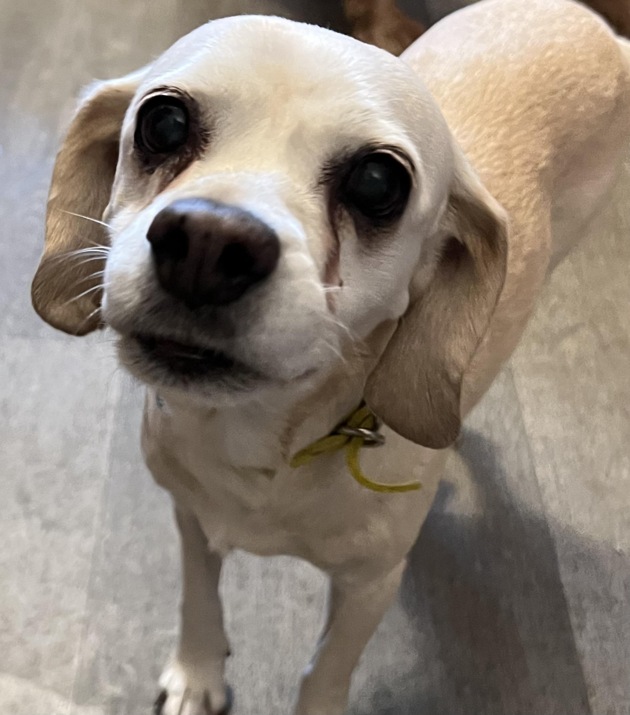 Glitter N  23083, Adoptable, Senior Female Cocker Spaniel.