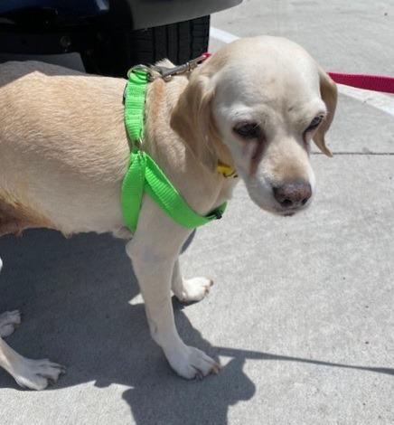 Enlarge Glitter N  23083, a Adoptable Cocker Spaniel in Parker, CO image 1/3