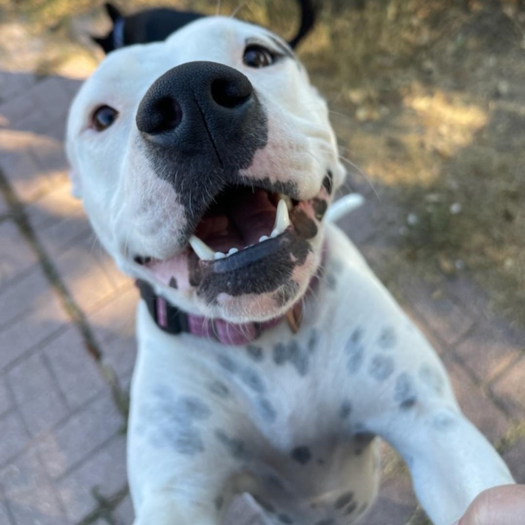 Enlarge Dot-President of the Welcome Committee, a Adoptable mixed breed in Ridgefield, NJ image 3/6