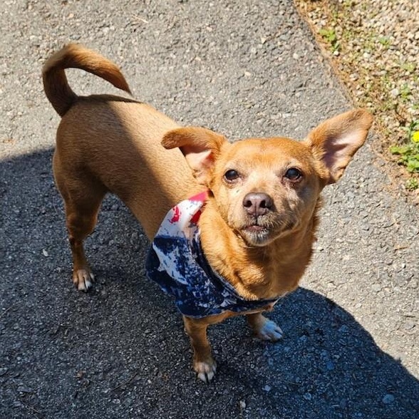 Enlarge Leroy, an adopted Chihuahua in Windsor, CT image 3/3