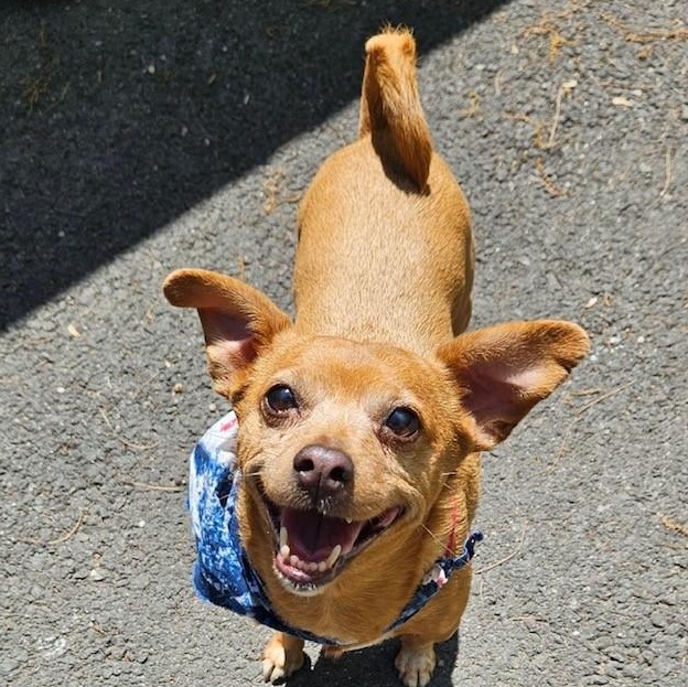 Enlarge Leroy, an adopted Chihuahua in Windsor, CT image 1/3