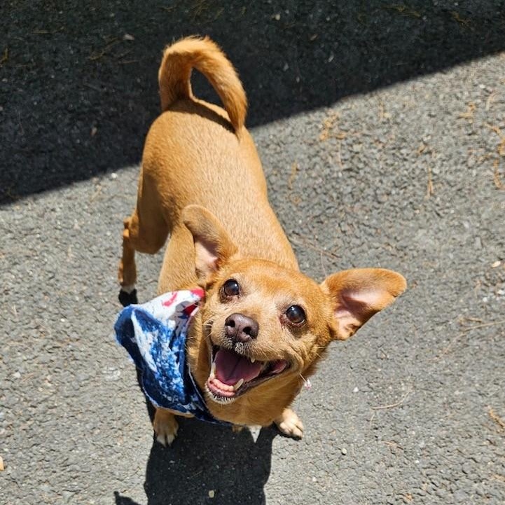 Enlarge Leroy, an adopted Chihuahua in Windsor, CT image 2/3