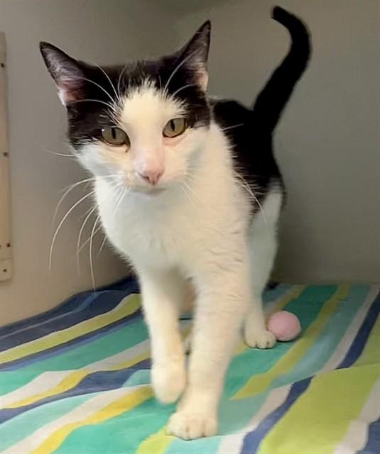 Enlarge ARABELLA, a Adoptable Domestic Short Hair in Salinas, CA image 1/1