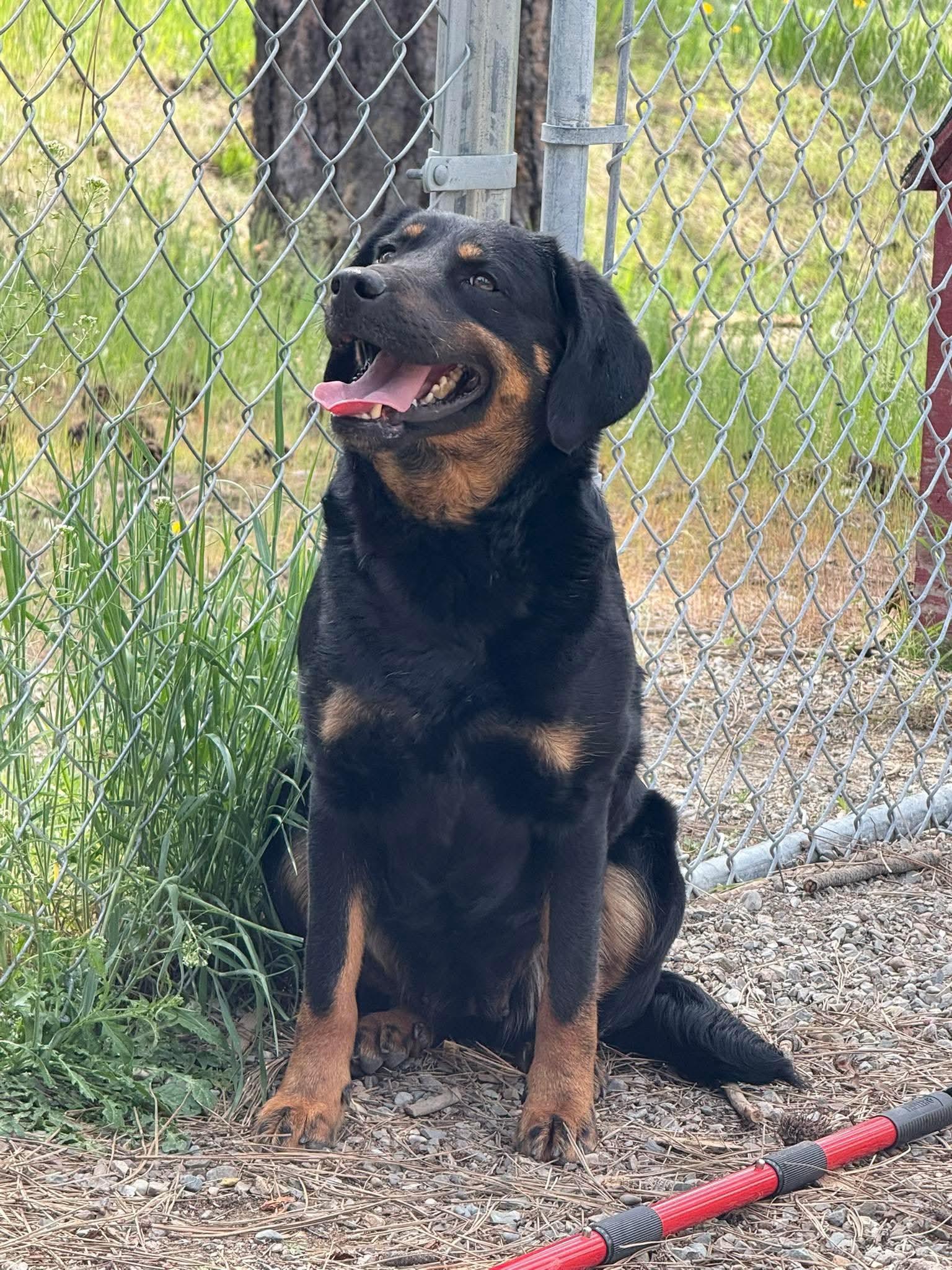 Ruby, ADOPTABLE, Adult Female Rottweiler & Shepherd.