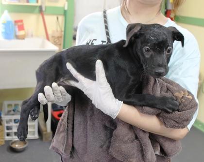 Sky, Adoptable, Puppy Female Terrier & Mixed Breed.