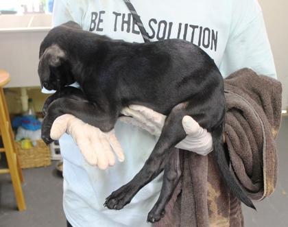 Enlarge Sky, a Adoptable mixed breed in Picayune, MS image 2/3