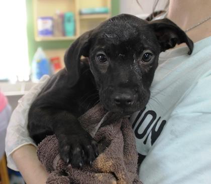 Enlarge Sky, a Adoptable mixed breed in Picayune, MS image 3/3